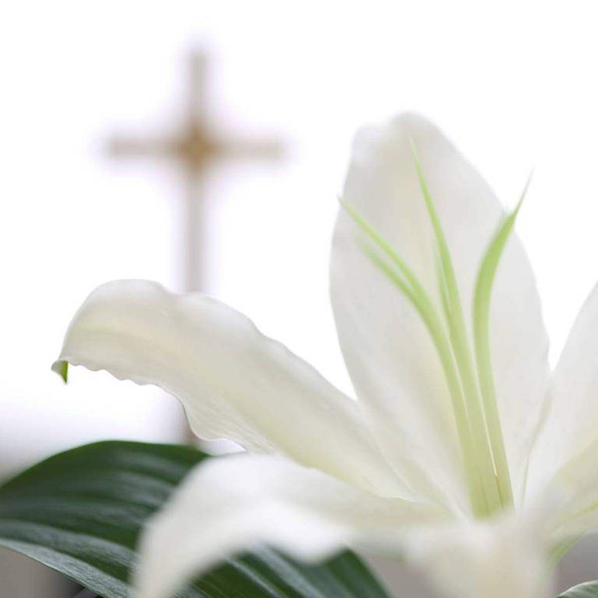 Easter Lily Donations